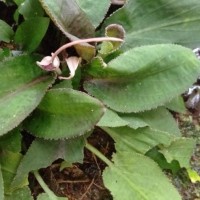 Cryptocoryne thwaitesii Schott